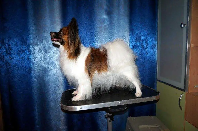 JCH BLR, JCH of Breed, Jun GrandCH BLR, JCH RUS, JCH UA, Luxori Iz Morja Sveta