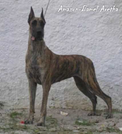 World Ch. BPIS BISS CH. Int. CH. Pan. GCH. CH. Brazilian AMAZON-BAMEL ALL CHEER CAIEIRAS