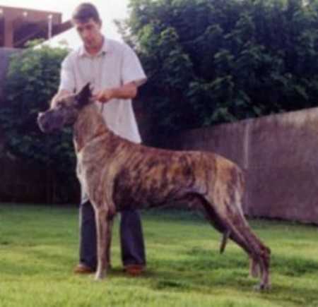 CH. Int. CH. Pan. GCH. CH. Brazilian The Great Lello's Tyson De Sta.Anita