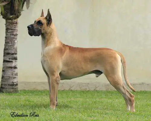 MBIS MBISS Ch. Int. Pan. Braz. GCh. Braz. DUBLE M SIR HANS VON GOLDEN GROSS