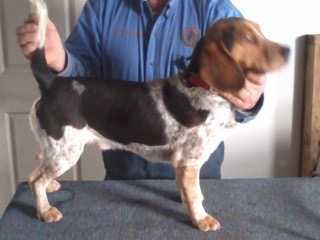 Scrogham's Blue Ready