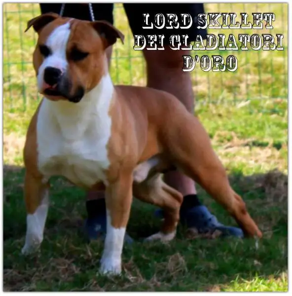 Lord Skillet Dei Gladiatori d'Oro