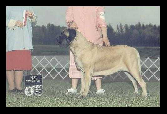 St. Patrick´s Razzle Dazzle