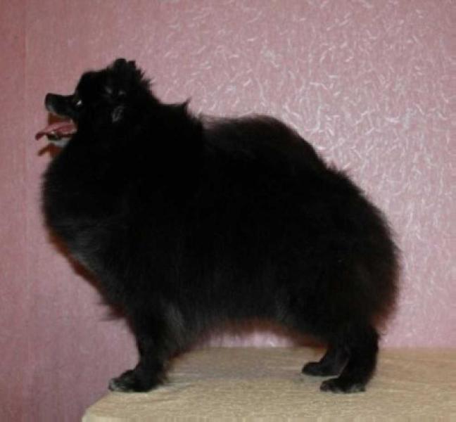 Alemina Ziggit-Twiggi