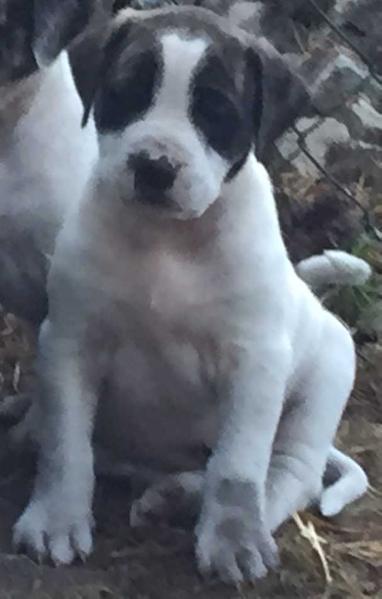 Loony Bulldogs Akecheta