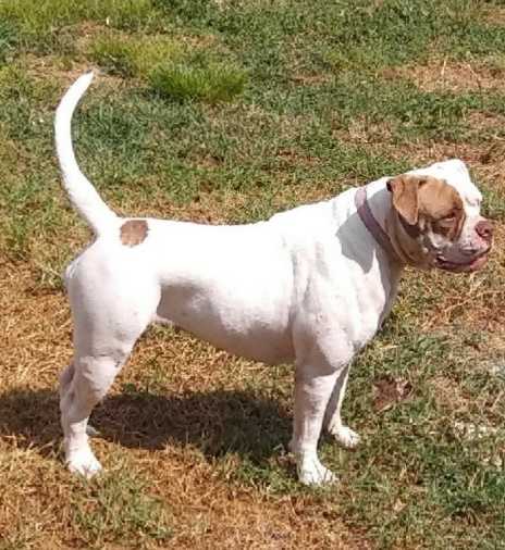 Carter's Coco of D.A.B.