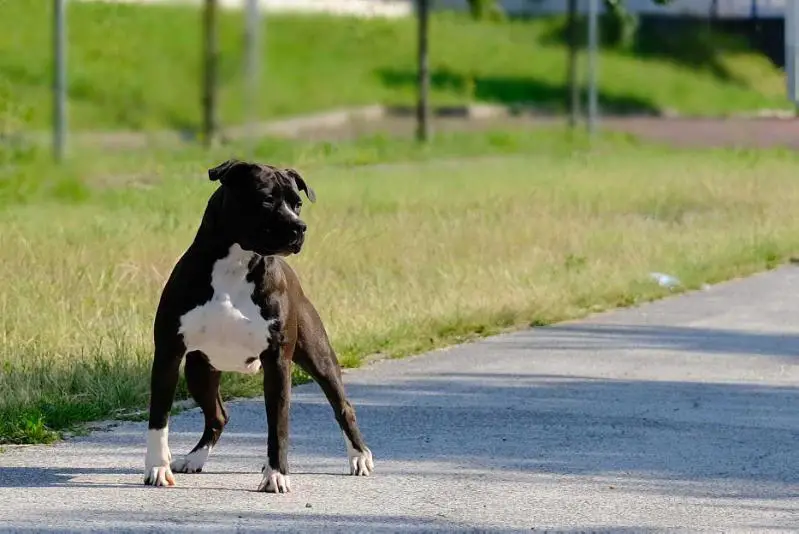 Wild Thing De Paco of Happy Rascals