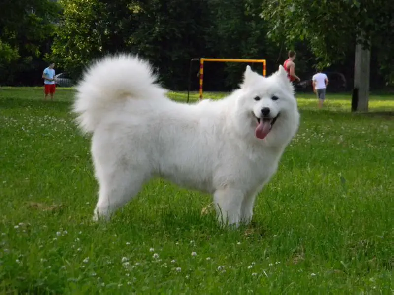 Ch RUS, CH RKF, Club Winner, GRAND RUS Lovestory iz legendu yuga rosii
