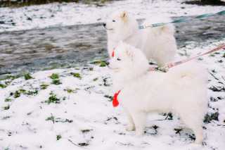 Tornada maxishow iz legendu yuga rosii