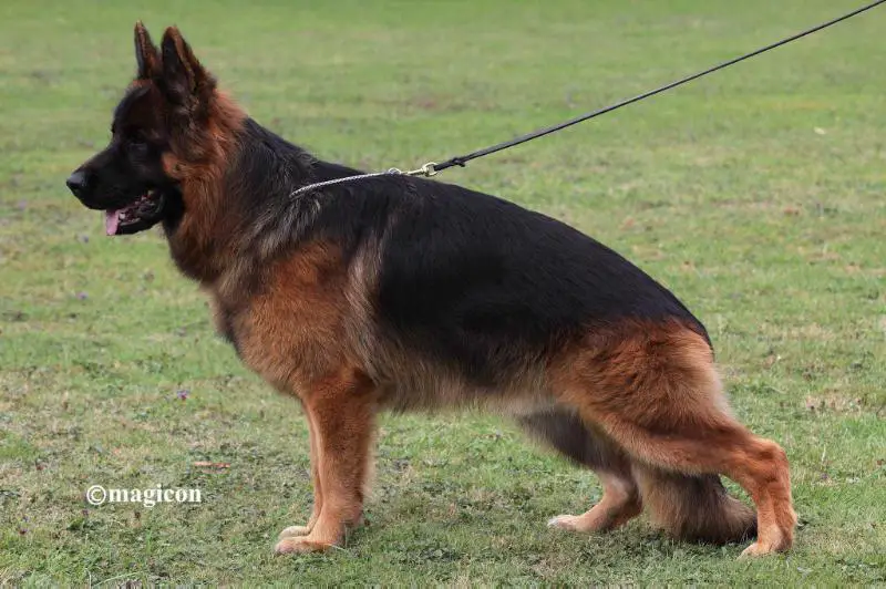 V1 (2016 BSZS SG8) Macho vom Team Hühnegrab