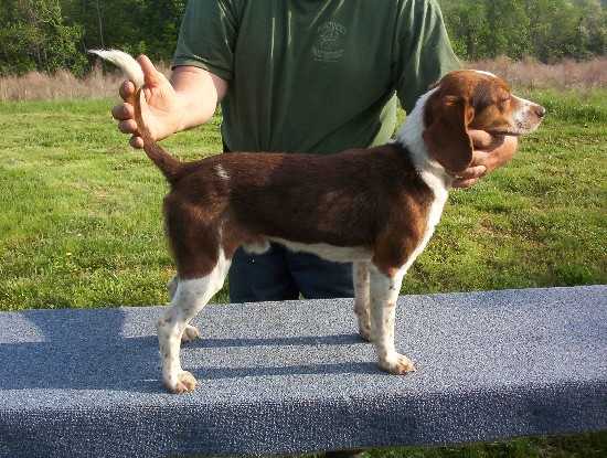 Scrogham's Red Mickey