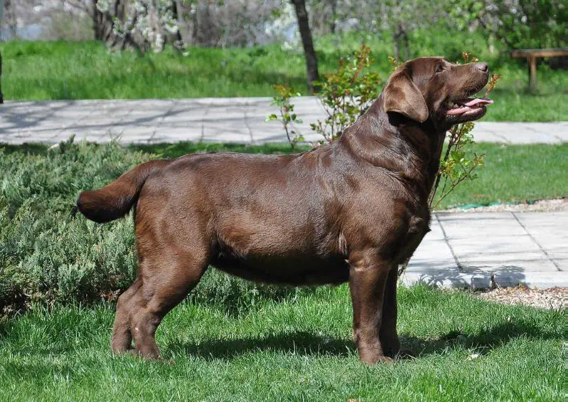 Rainriver Piece of Chocolate