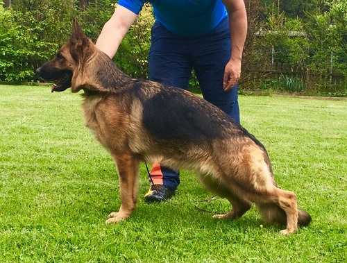 SG Leila vom Tatzend