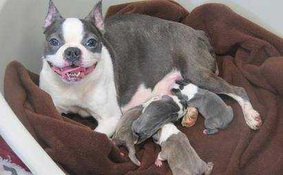 Carey's Classy Blue Chelsea