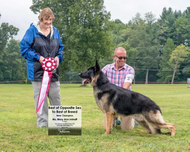 US CH Shaden's Rudy's Dream