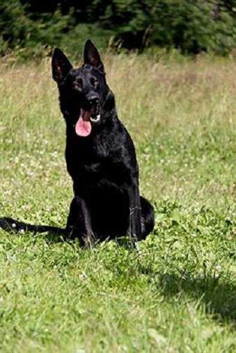 Best of the Black Janna d'Ark