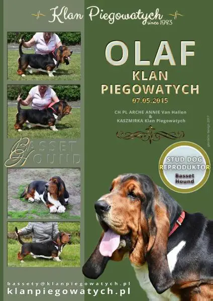 OLAF Klan Piegowatych