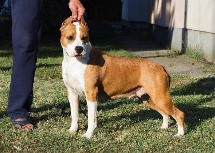 Champion Serbia Champion Italian Amazing Golden Girl Long Step