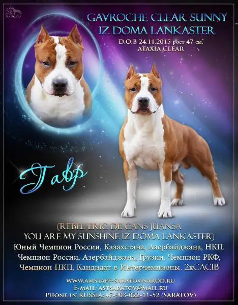 JnCh.RUS, JnCh. of National Club, Ch.Rus and RKF Gavroche Clear Sunny Iz Doma Lankaster