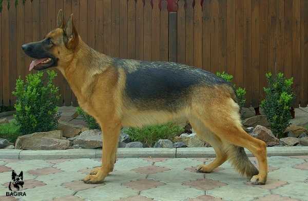 V Bagira (Atlant x Frida) (2009)