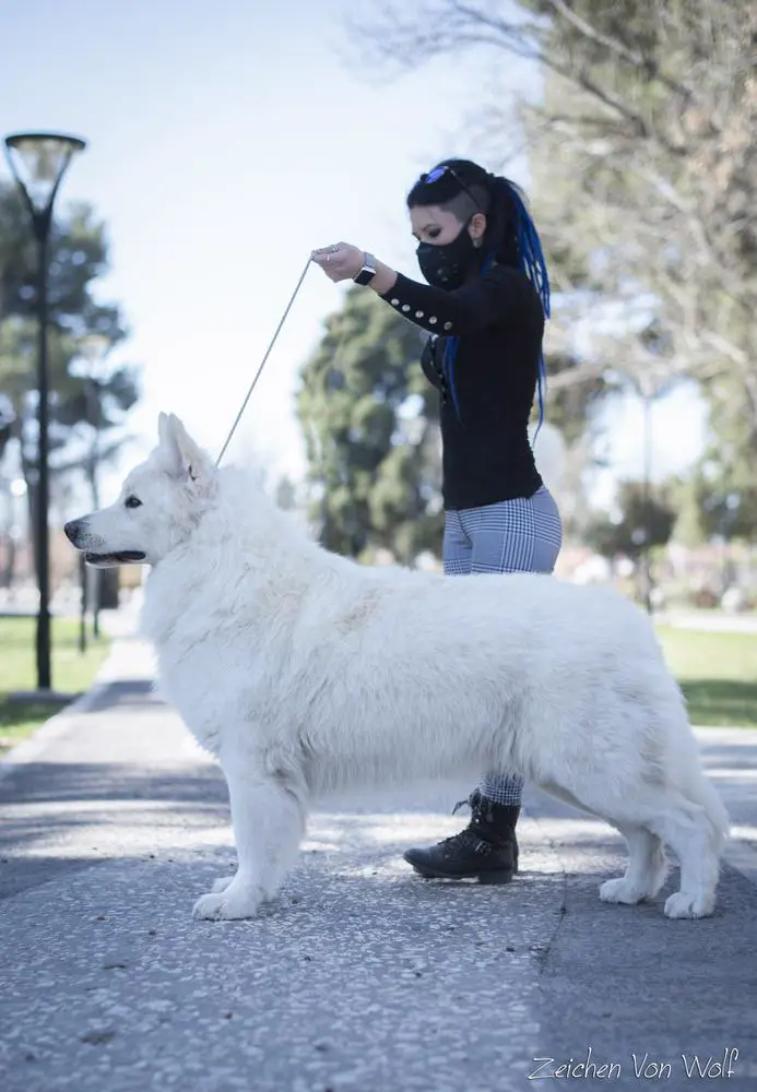 B-Rixon Zeichen Von Wolf