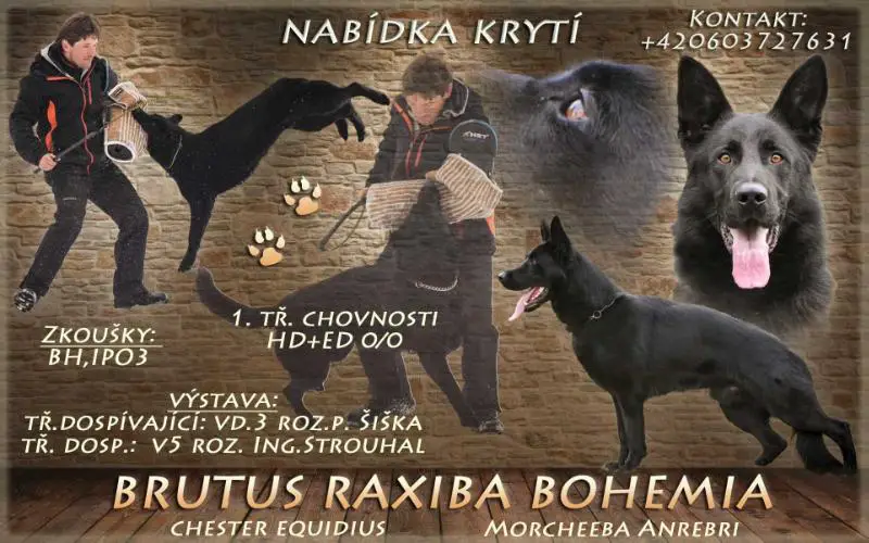 V Brutus Raxiba Bohemia
