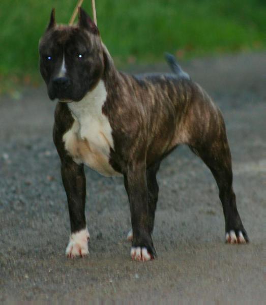Old School Kennels Pandora