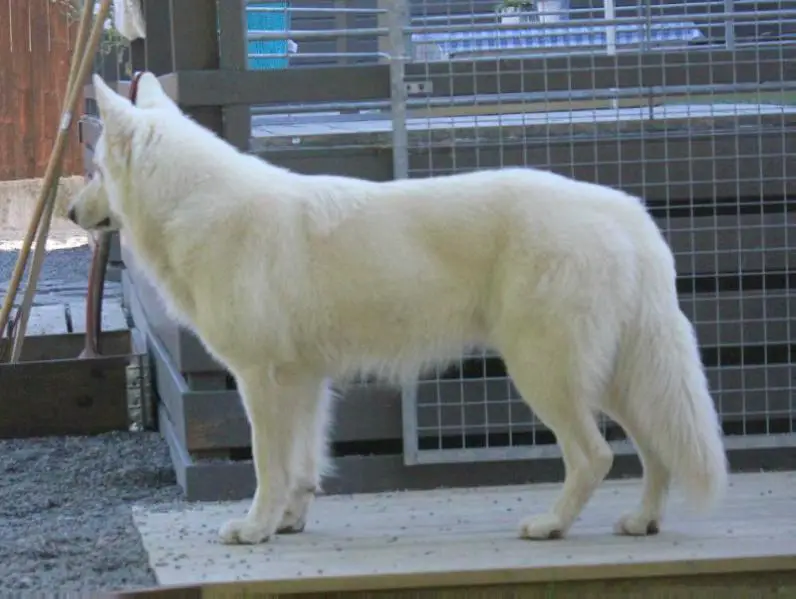 Albus Lupus Snow White Bajas