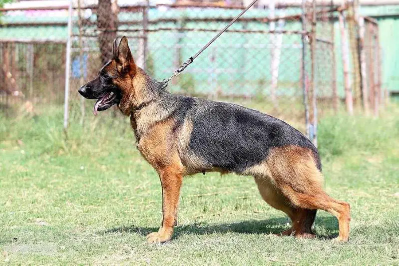 V Joint vom Branch Mark