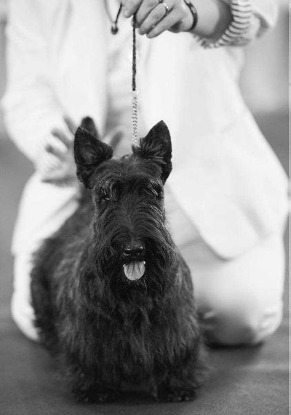 TCB MAC PHILIVAN'S JUST REBEL