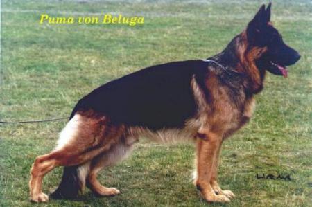 V (LGZS) Puma von Beluga