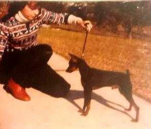 Am Ch / HOF Ariston's Knight Rider