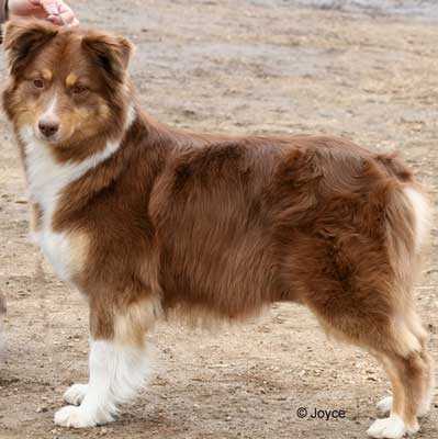 Countrywoods Tessa Cotta In 3D