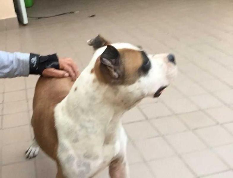 Bala Nurghab From Real Am Staf