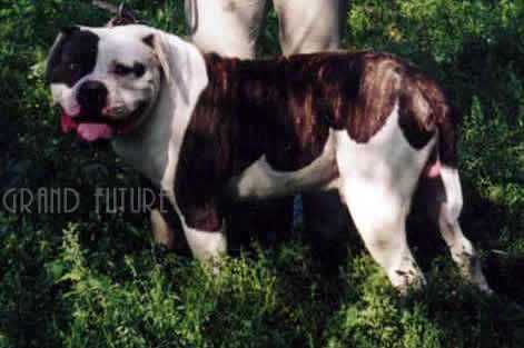 Kaliostro Van Dredd Big Boss