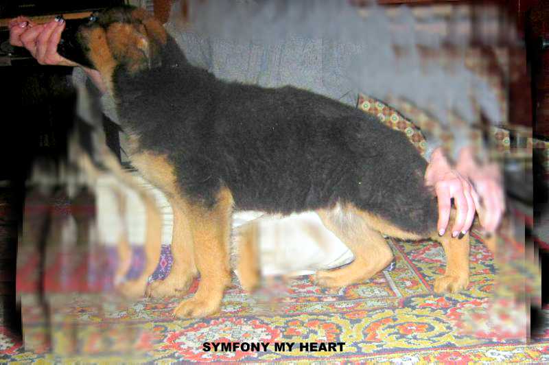 Symfony My Heart iz Strazhy Tora