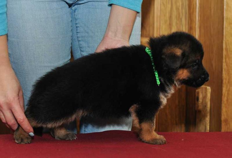 Zeus z Azovskogo Berega