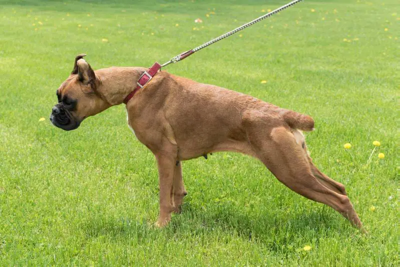 IntJRCH Cadogans Jolene