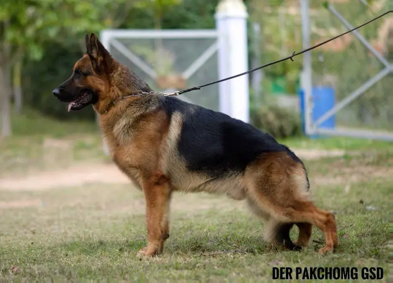 SG66 BSZS 2017 Tevez von Aducht