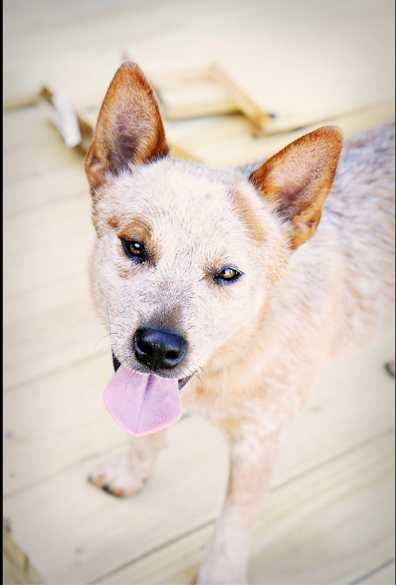 Blueyonders Guns N Roses