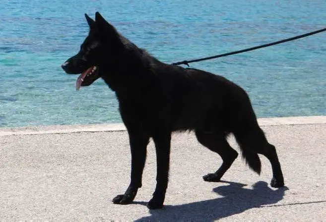 V Zeus vom Friedrichsfelder Eck