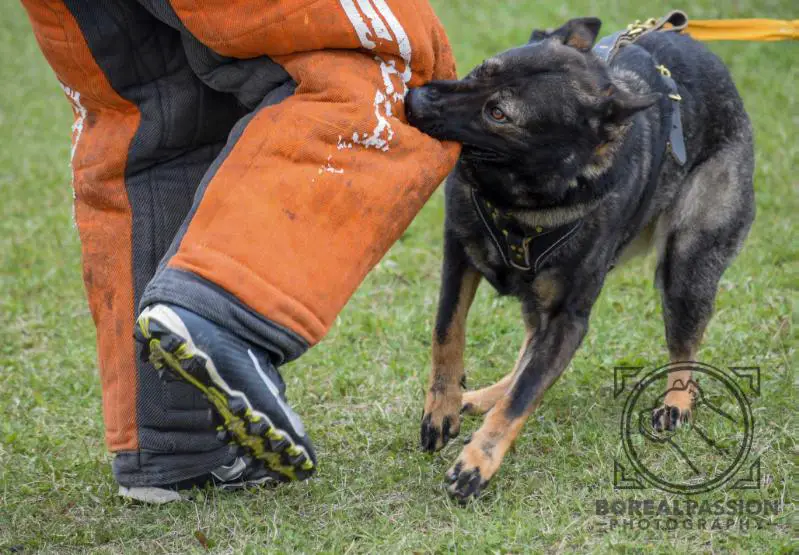 SD-GMACH, SD-ELCH, SD-GCH, TDCH Alphapack's To Mend And Defend