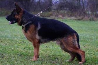 Tekuilla Vom Haus Milesevac