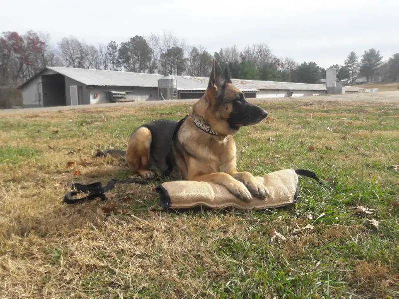 Honey Marie Hollyfeld Aus Der haus