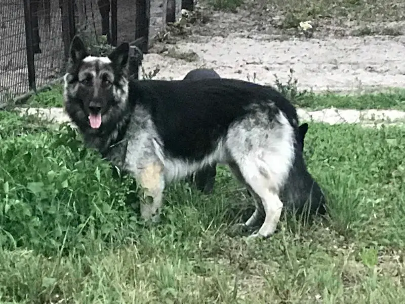 Levi Larry Von Valor