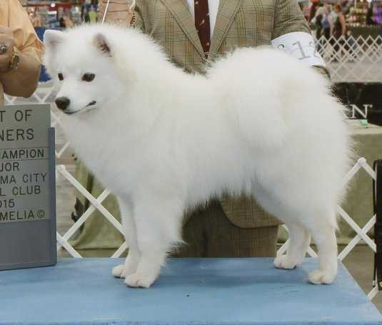 AKC, CKC, UKC Gr. Ch. Nuuktok's Great Expectations