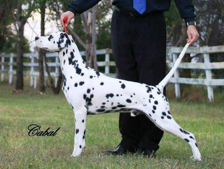 Pampard Paris Project