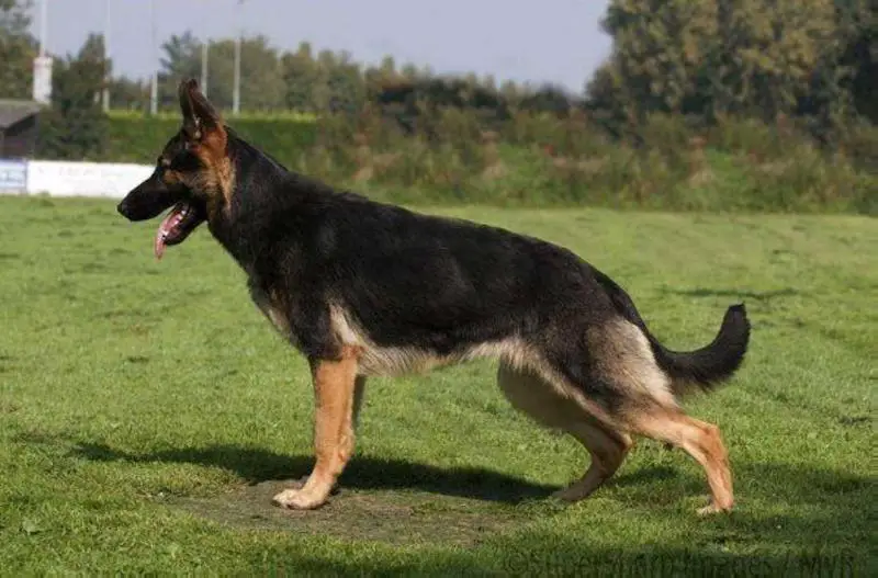 SG Luna van Scalindjo