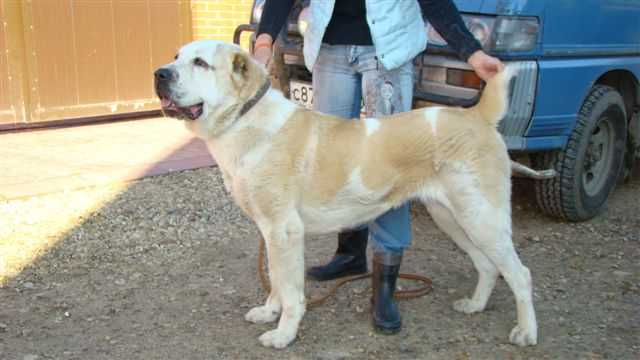 SARY-SHAITAN GESFARA RKF 2234421