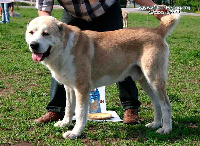 Dunkan 1156472